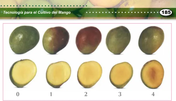 Figura 12. Tabla de color mango vallenato