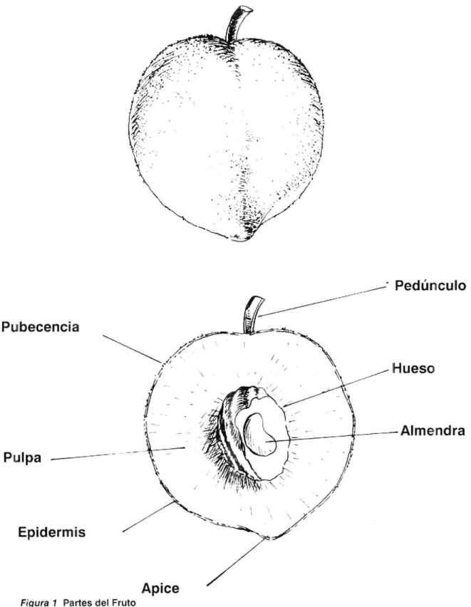 Figura 1  Partes del Fruto