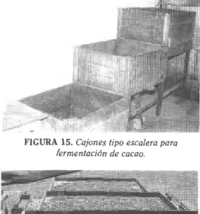 FIGURA 16. Secado  de cacao  en elbas.