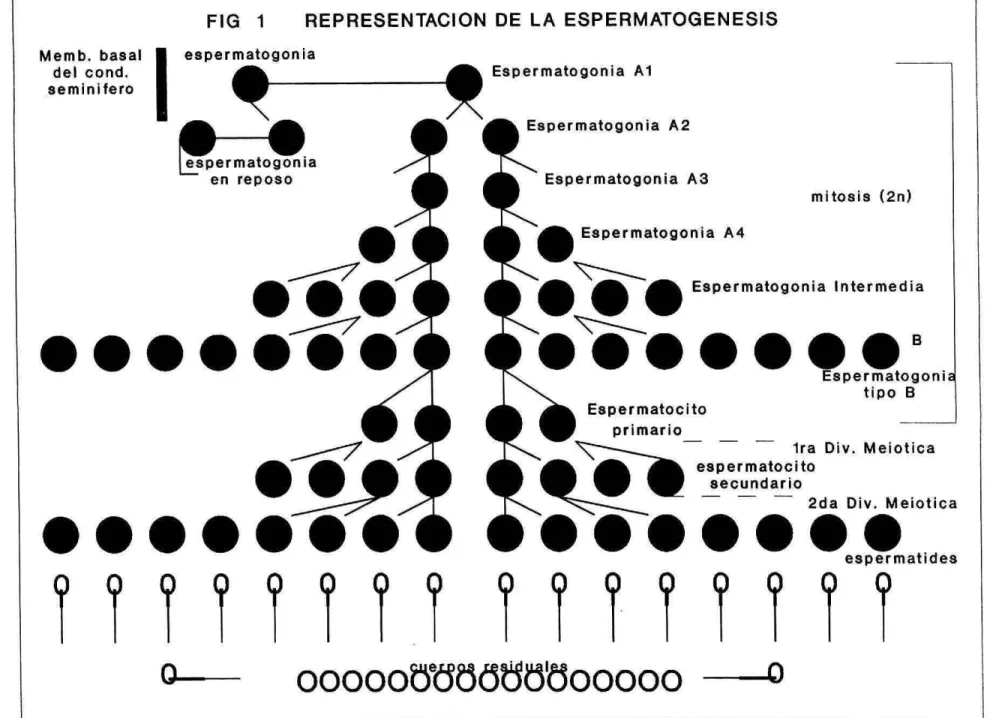 FIG 1	REPRESENTACION DE LA ESPERMATOGENESIS