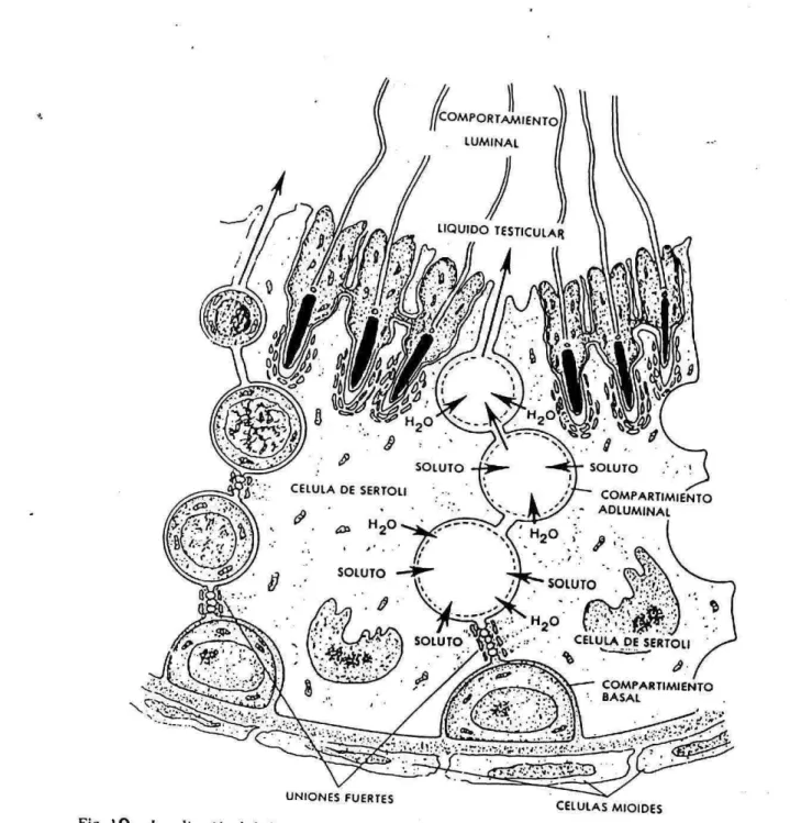 Fig. 10 Localización de la barrera hematoitisticular en la compartimentacjón de los espacios entre las célu- célu-las de Seriuli udyuecntcs
