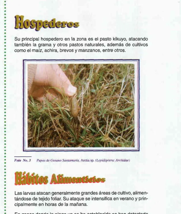 Foto  No.5).