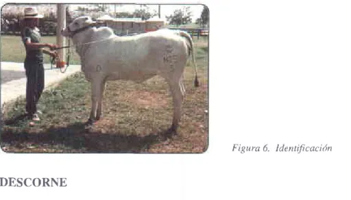 Figura 6.  ldentificación