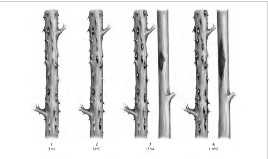 Figura 3. Ilustraciones que representan diferentes niveles de severidad de antracnosis en tallos de  mora