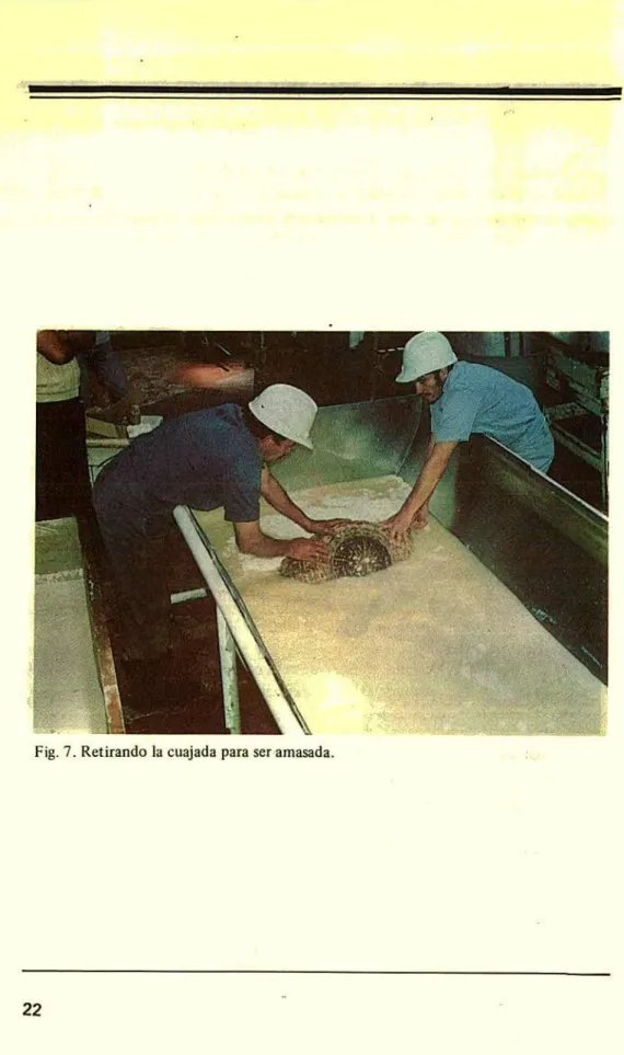 Fig. 7. Retirando la cuajada para ser amasada.