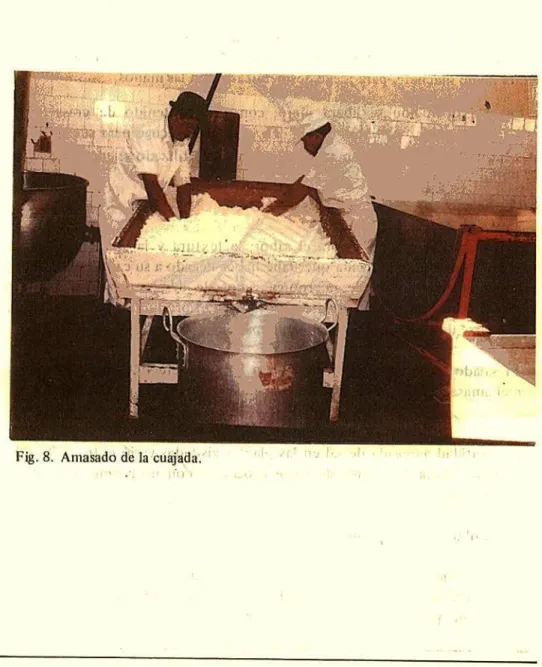 Fig. 8. Amasado de la cuajada.