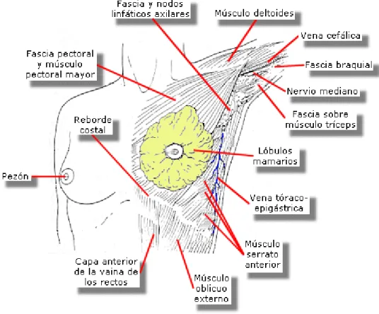 Figura 1. Anatomía de la mama 