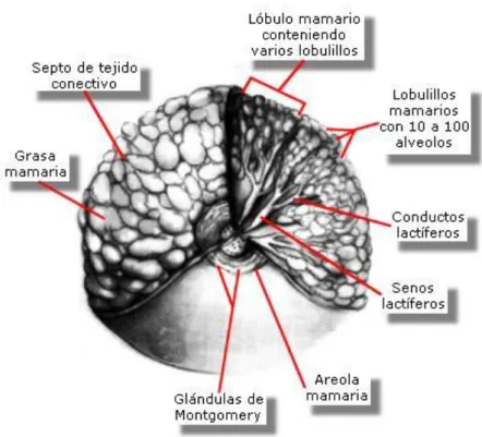 Figura 2. Anatomía de la mama 