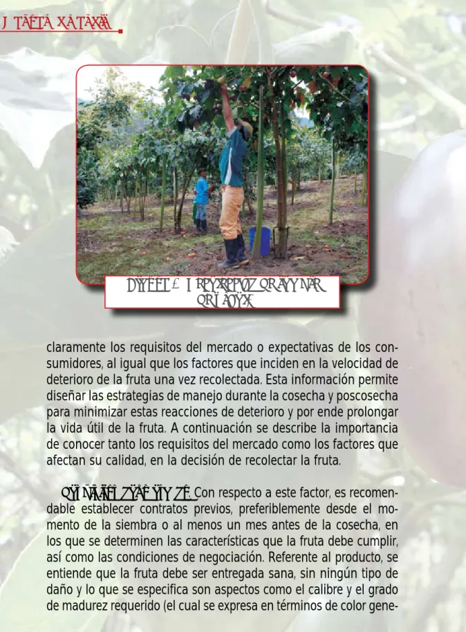 Figura 3. Recolección de tomate  de árbol.