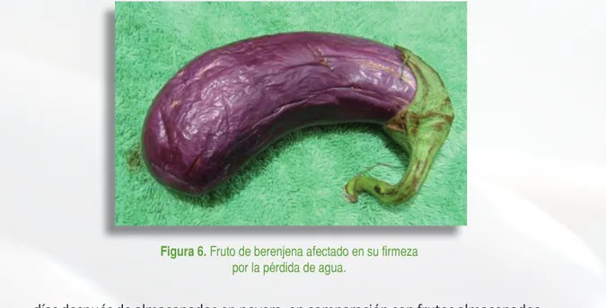 Figura 6. Fruto de berenjena afectado en su firmeza  por la pérdida de agua.