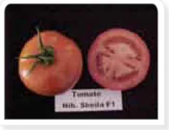 Figura 49. Tomate híbrido sheila
