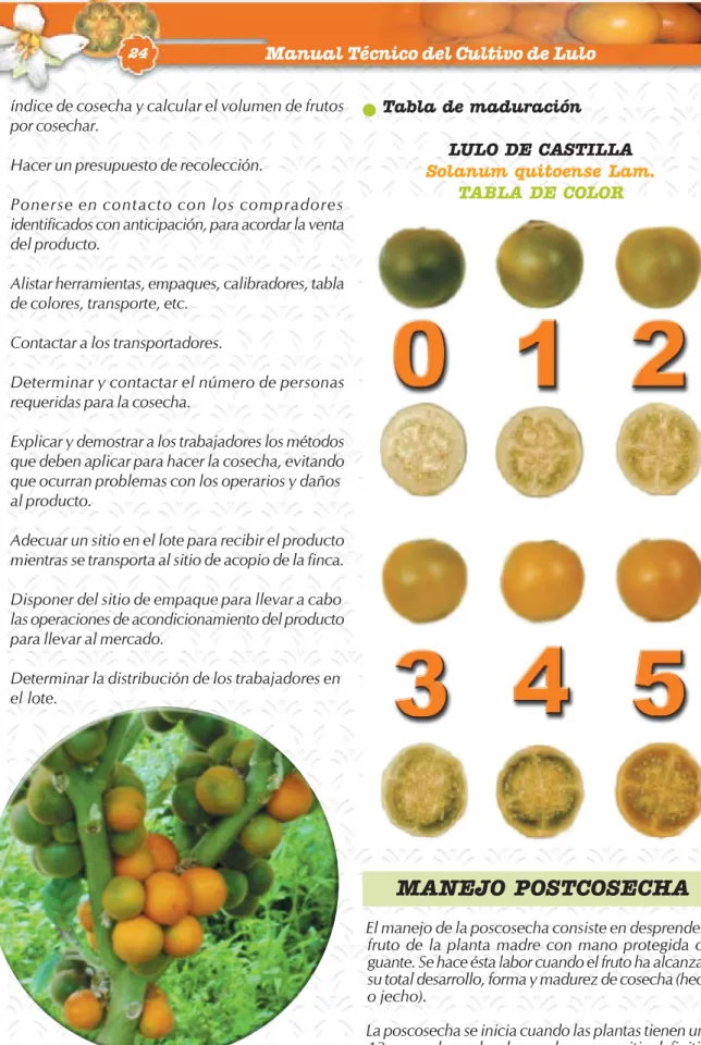 TABLA DE COLOR