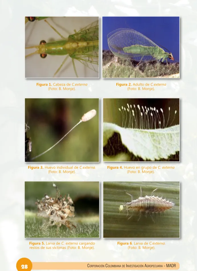 Figura 1. Cabeza de C.externa  