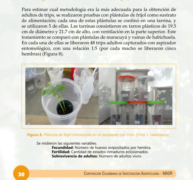 Figura 7. Casa de malla utilizada   para los ensayos con Chrysoperla externa.  
