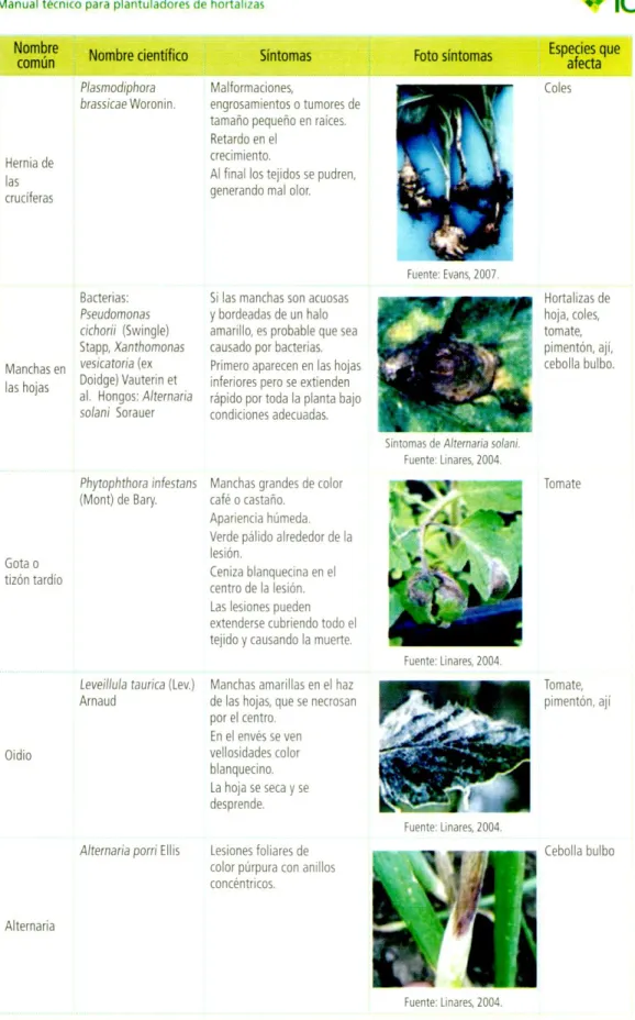 Foto sintomas  Especies que  afecta  Coles  -lortalizas de  hoja, coles,  tomate,  pimentón, aji,  cebolla bulbo