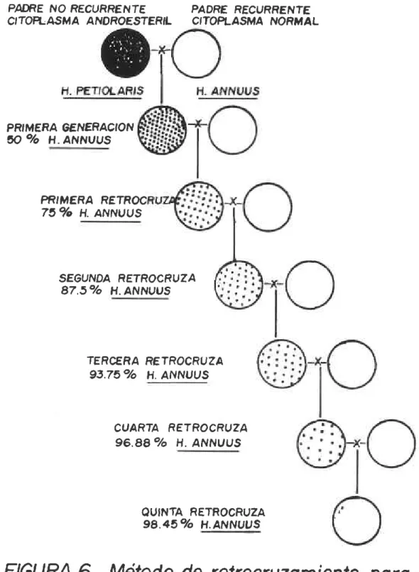 FIGURA  6.  Método de retrocruzomiento  paro obtener uno lineo ondroestéril.  (Fíck,  1980)  .
