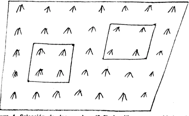 Figura 4. Selección de dos cuadros (2x2) de sitios como unidades de muestreo representativos del cultivo.