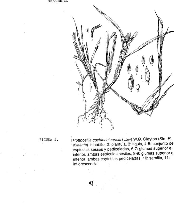 FIGURA 5.	 Rottboellia cochinchiflenSiS (Low)  W.D. Clayton (Sin.  R.
