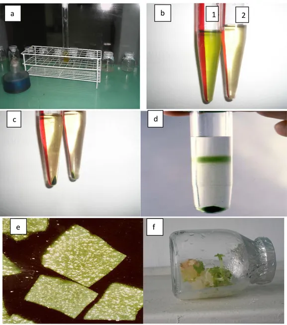 Fig  2.  Procedimiento  para  obtener  los  protoplastos.  (a)  separación  de  solución  enzimática  (b)filtrado  con  protoplastos,  1:  S