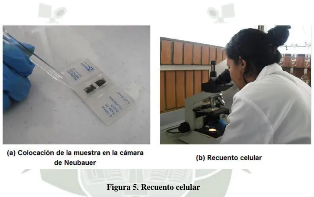 Figura 5. Recuento celular 