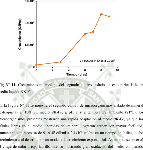 Fig  Nº  11.  Crecimiento  microbiano  del  segundo  cultivo  aislado  de  calcopirita  10%  en  medio líquido 9K-Fe