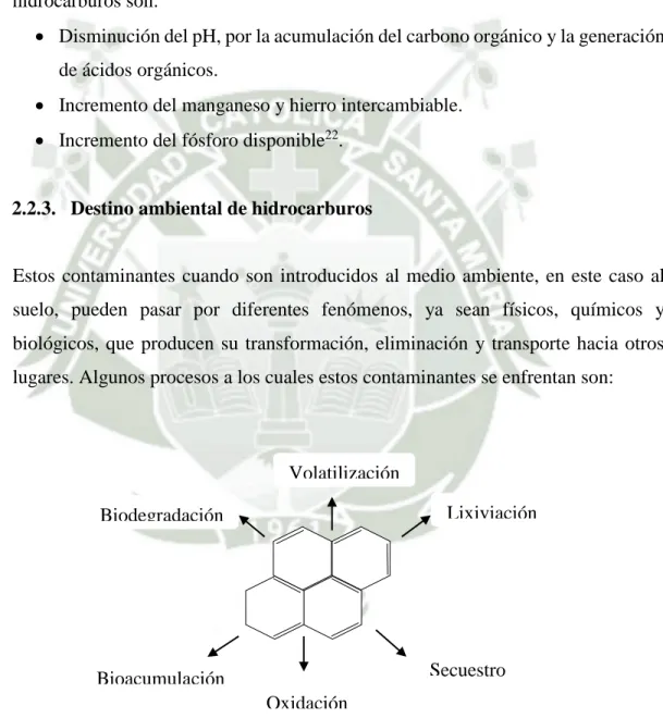 Figura 4. Procesos que sufren los contaminantes 23 .  Biodegradación Volatilización  Lixiviación Secuestro Bioacumulación Oxidación 
