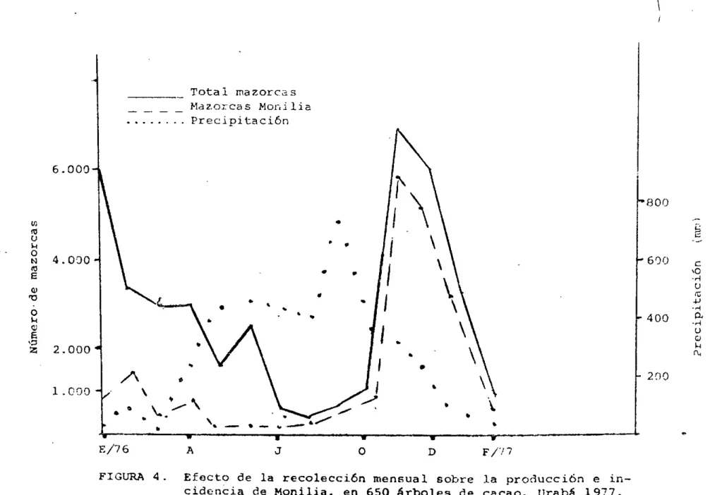 FIGURA 4. Efecto de la  recolección mensual sobre la producción e in- in-cidencia de Mçnilia, en 650 árboles de cacao, Urabá 1977.