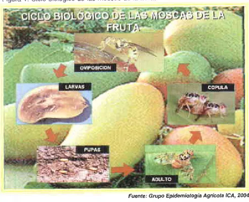 Figura 1. Ciclo biológico de las moscas de la fruta