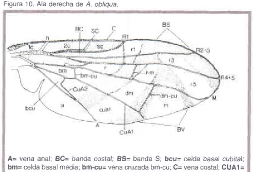 Figura  10 Ala derecha  de A. obl¡qua.