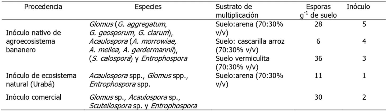 Tabla 2. Tipos de inóculos utilizados en la evaluación de la asociación con plantas de banano; caracterizados  por su procedencia, géneros, sustrato de multiplicación y número de esporas