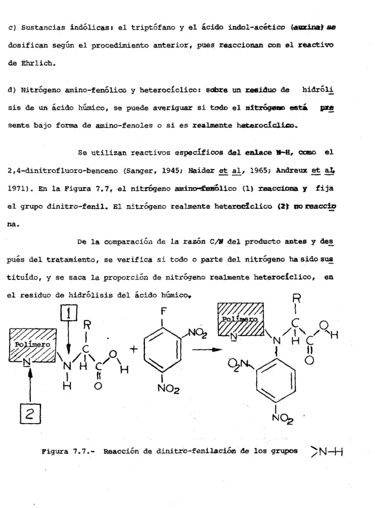 Figura  7.7.- Reacción  de  dinitrb-fenilación  de  los  grupos  :&gt;~--r1 