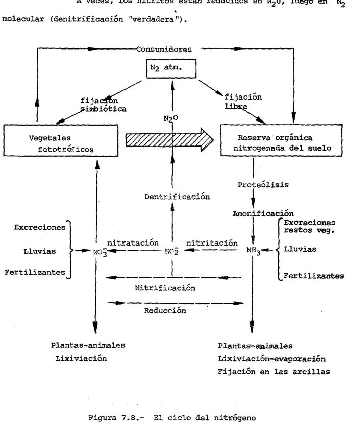Figura  7.8.- El  ciclo  del  nitrógeno 