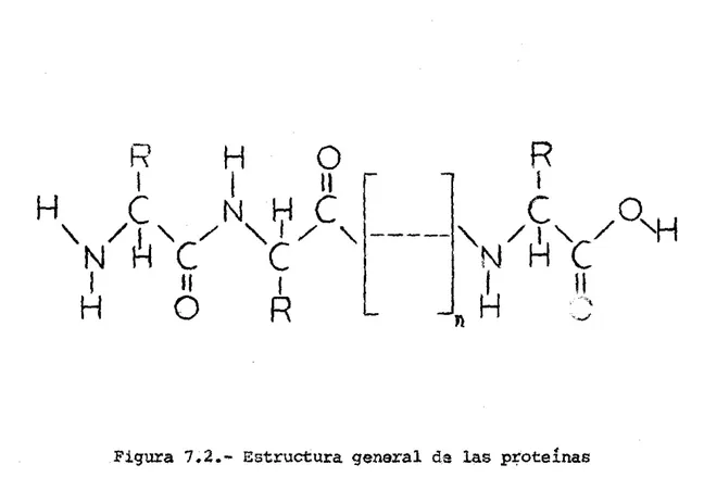 Figura  7.2.- Estructura  genaral  da  las  prote1nas 