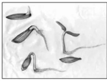 Figura  4. Estadios por los que atraviesa la semilla durante el ensayo de germinación y elongación(24)