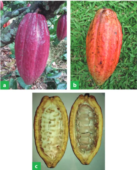 Figura 2. Variedad de cacao  tcs  13. a. Fruto inmaduro; b. Fruto maduro; c. Interior del fruto