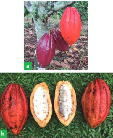Figura 3. Variedad  tcs  19. a. Fruto inmaduro y maduro; b. Interior del fruto. 