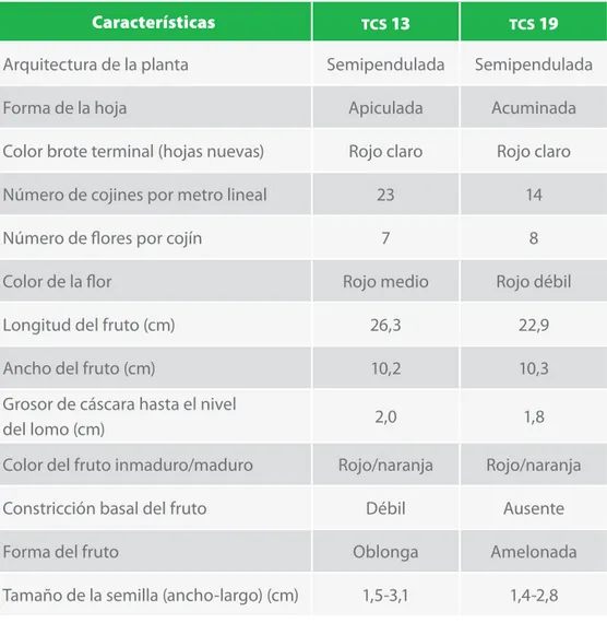 Tabla 2. Características agronómicas de las variedades de cacao  tcs  13 y  tcs  19