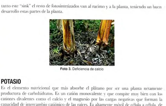 Foto 3. Deficiencia de calcio 