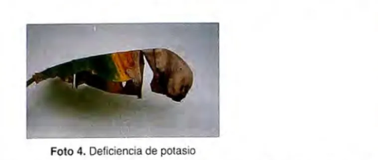 Foto 4.  Deficiencia de potasio 