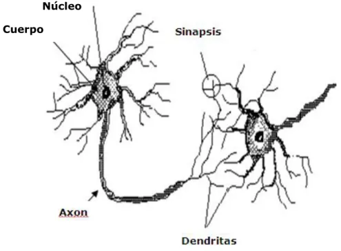 Figura 2.1   Estructura de una neurona biológica típica (Isasi  Viñuela- GalvánLeón, 2004-p.4) 