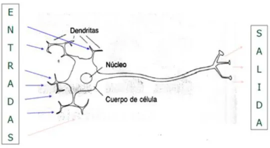 Figura  2.5. Funcionamiento de una neurona biológica (fuente propia) 