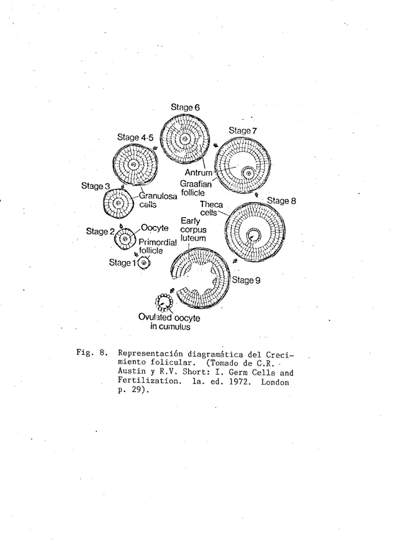 Fig. S. Representación diagramótica del Creci- Creci-miento folicular. (Tomado de C.R.