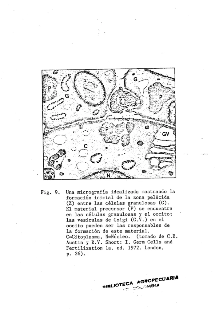 Fig. 9. Una micrografía idealizada mostrando la formación inicial de la zona pelúcida (Z) entre las células granulosas (G).