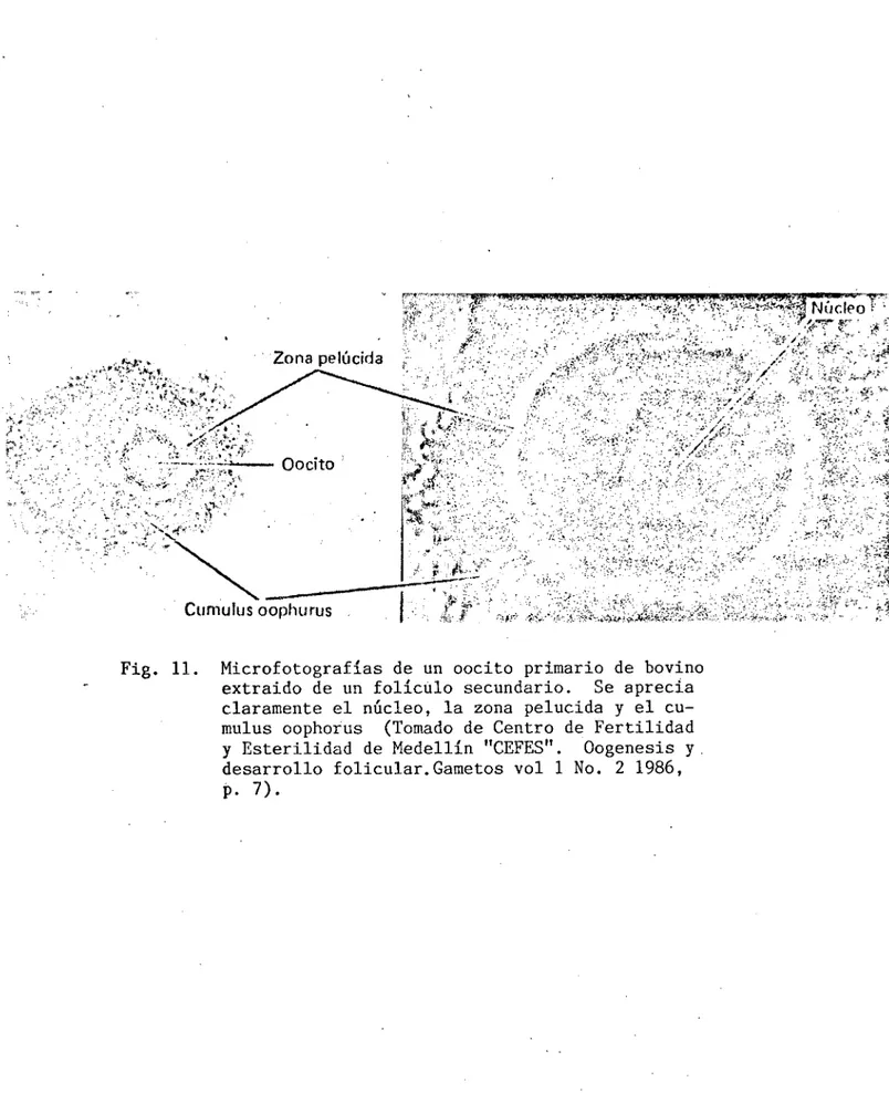 Fig. 11. Microfotografías de un oocito primario de bovino extraido de un folicülo secundario