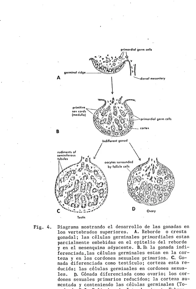 Fig. 4. Diagrama mostrando el desarrollo de las gonadas en los vertebrados superiores