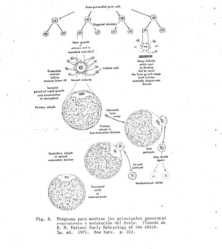 Fig. 6. Diagrama para mostrar los principales pasos en el rrec.rniento  y maduración del óvulo