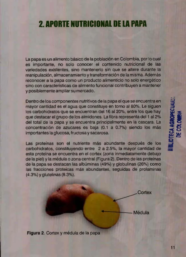Figura 2 . Cortex y médula de la papa 