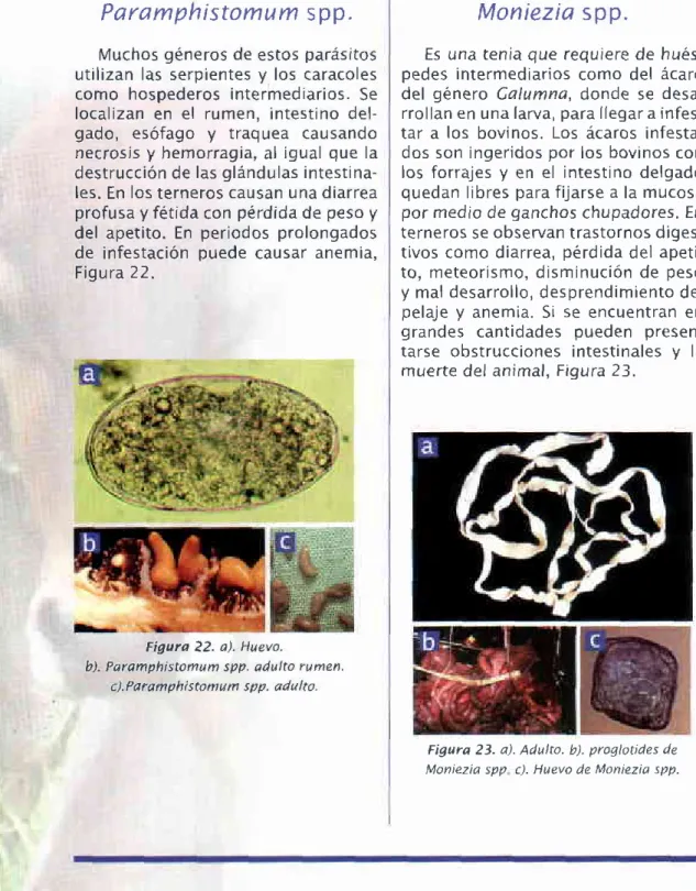 Figura 22. a). Huevo.