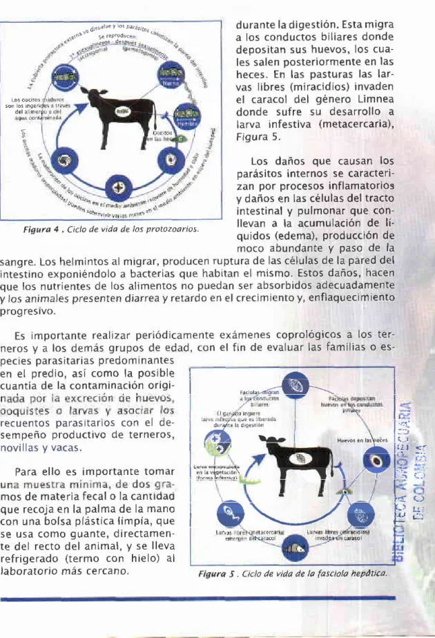 Figura  4  , Ciclo de vida de los protozoarios.