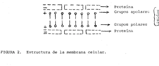 FIGURA  2.  Estructura  de  la  membrana  celular. 
